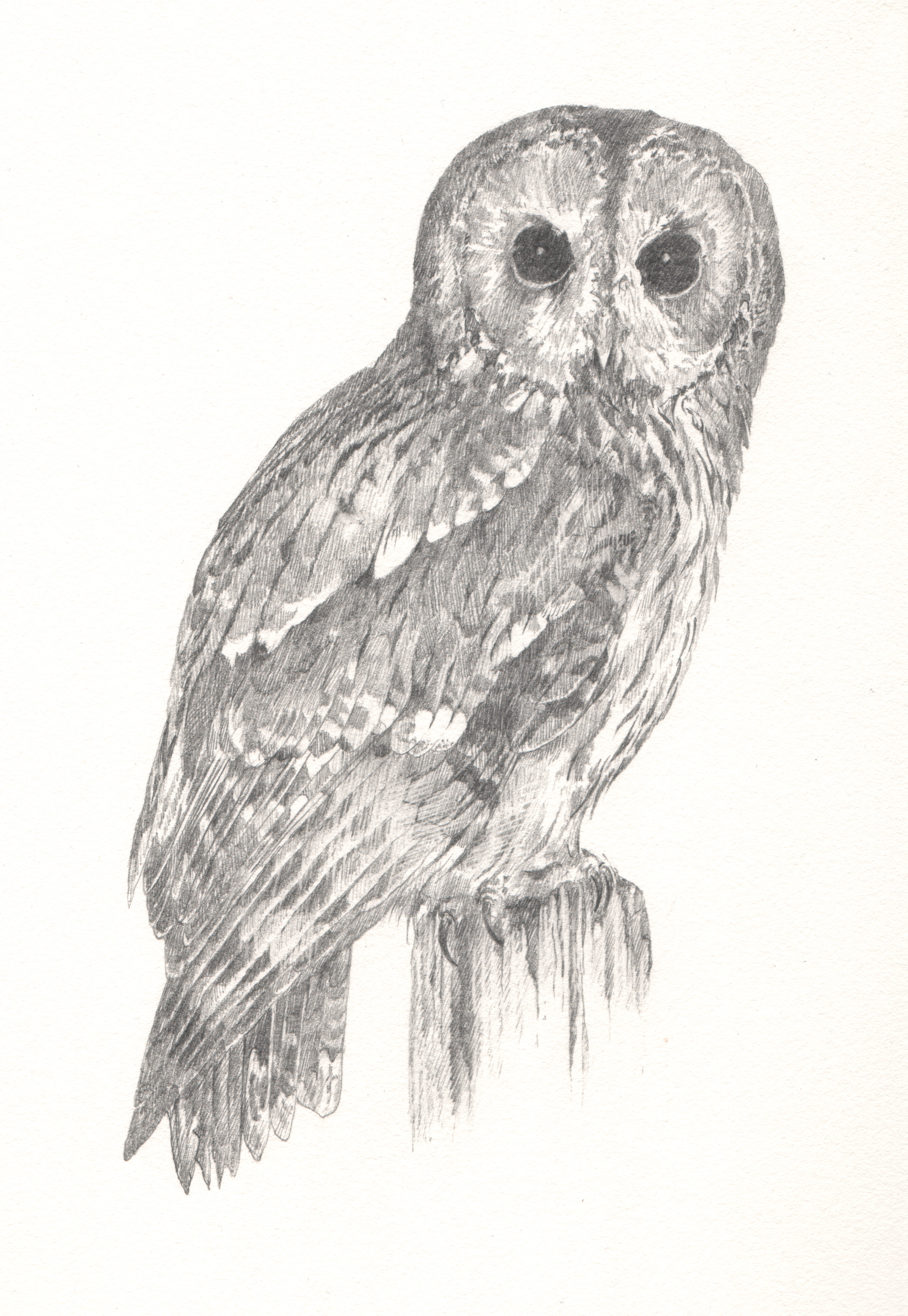  Tawny Owl - Study for author Miriam Darlington 