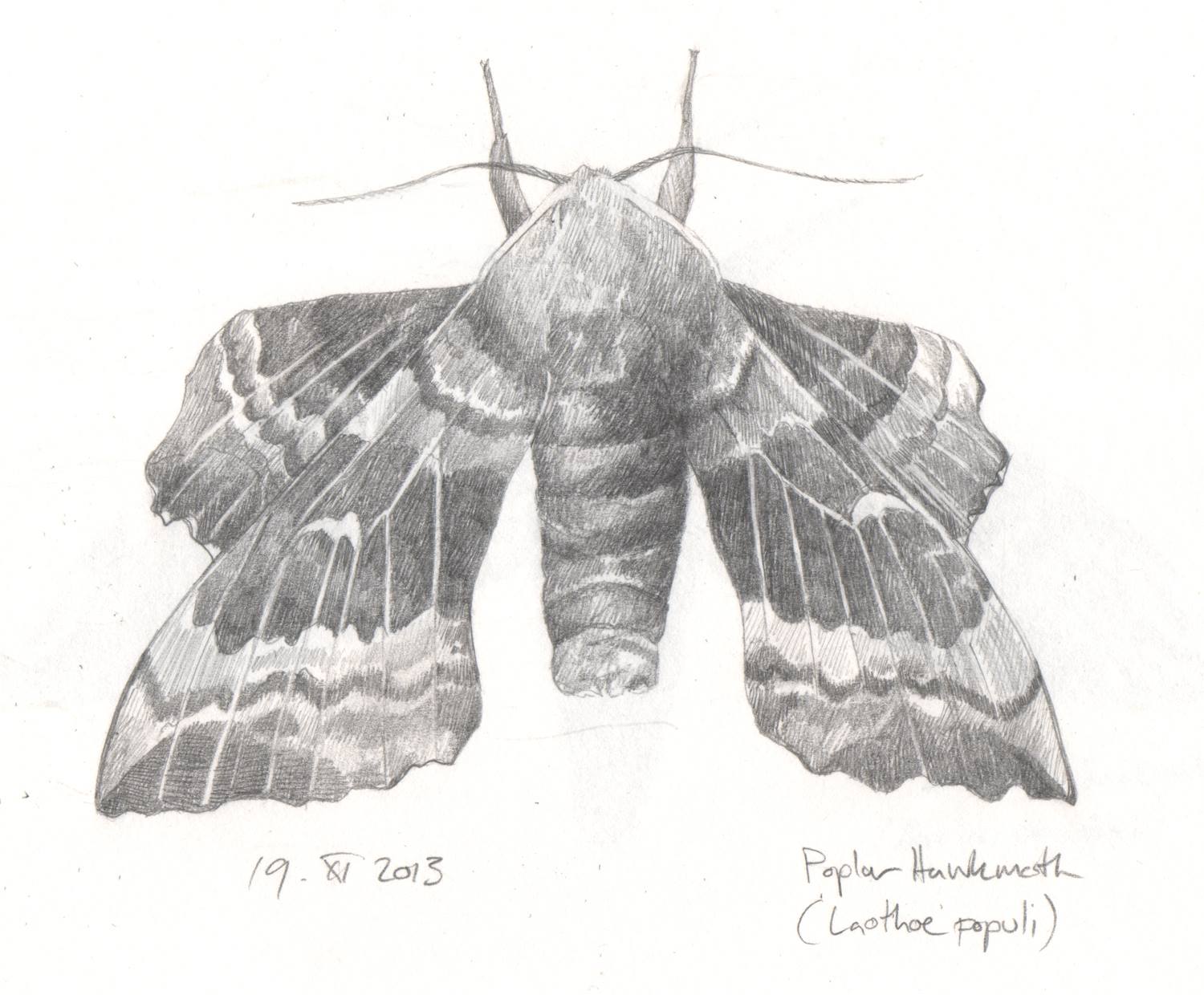  'Poplar Hawkmoth study' from  A Whistling of Birds  collaboration with poet  Isobel Dixon  