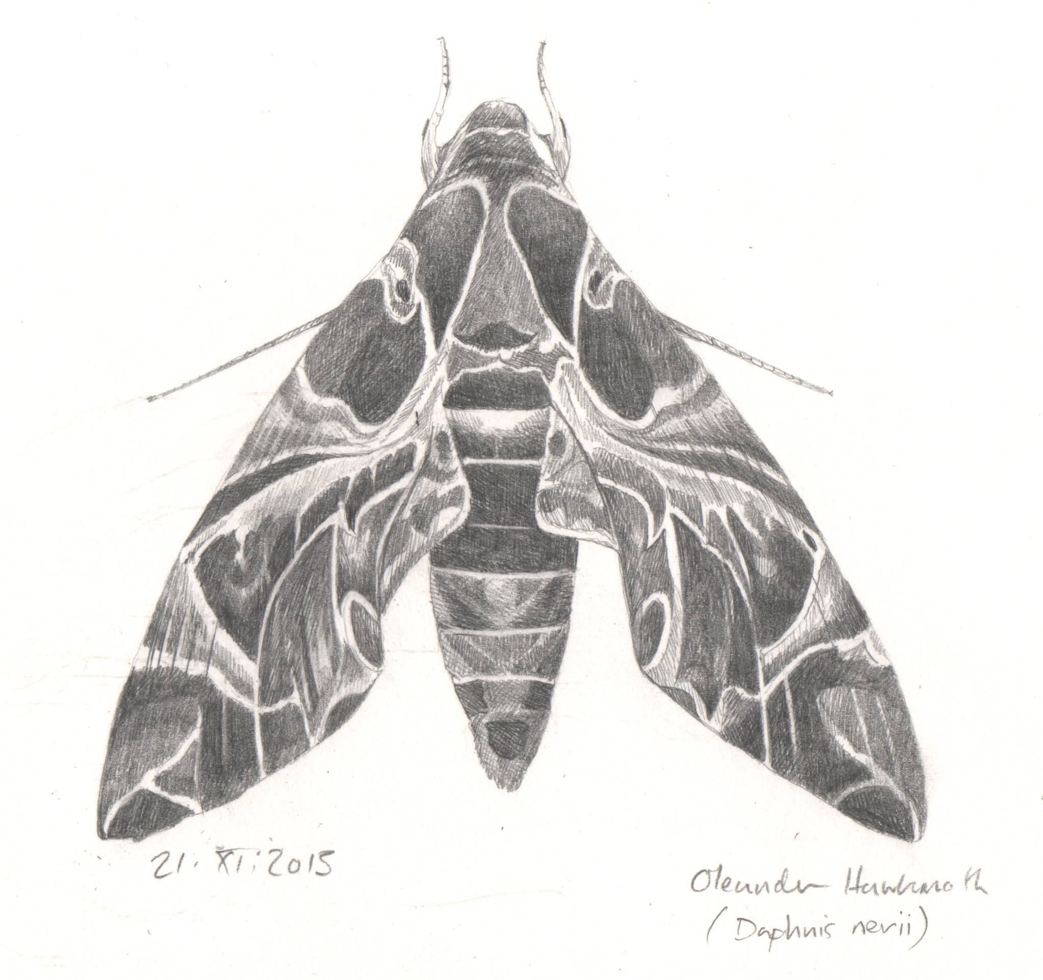  'Oleander Hawkmoth study' from  A Whistling of Birds  collaboration with poet  Isobel Dixon  
