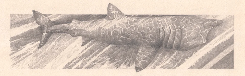 ‘Basking Shark’ for Birds, Beast and Flowers