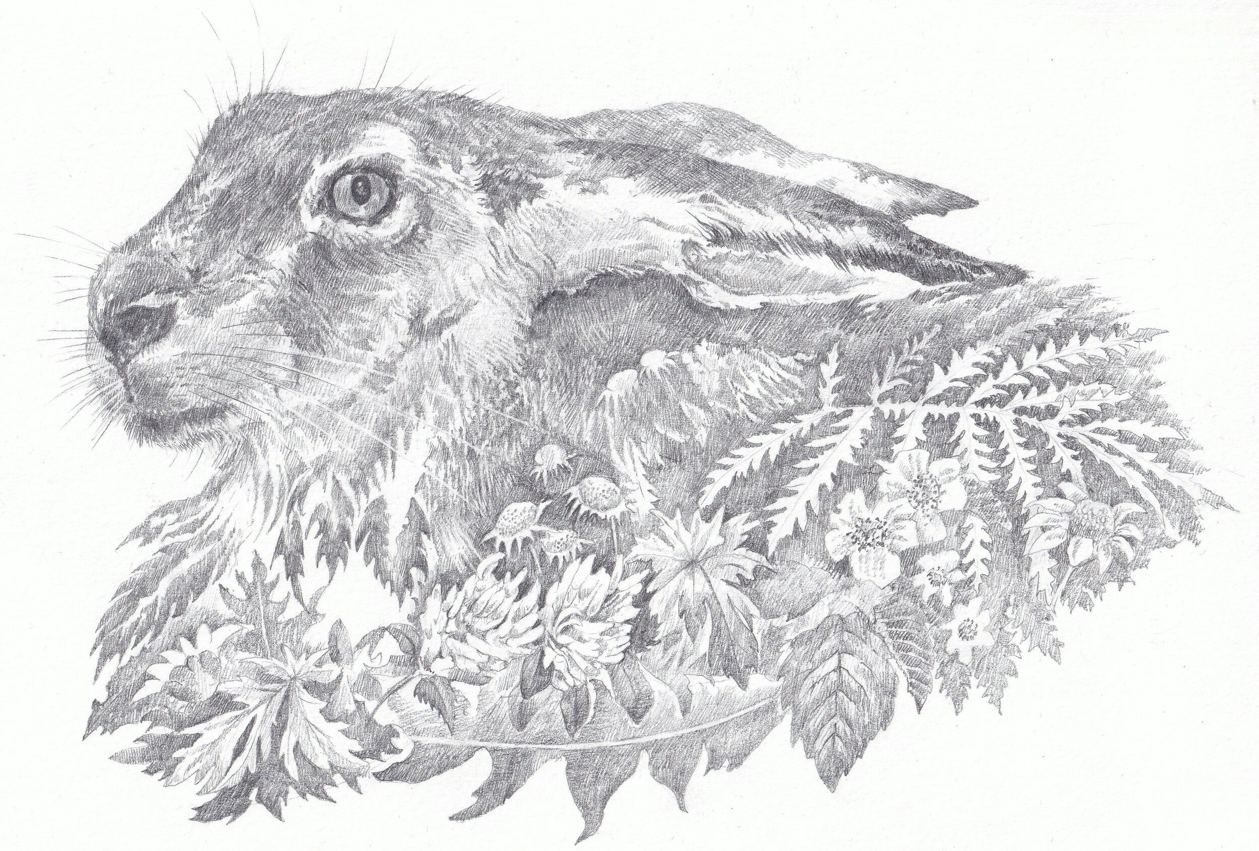  Hare - from A Whistling of Birds collaboration with poet Isobel Dixon 