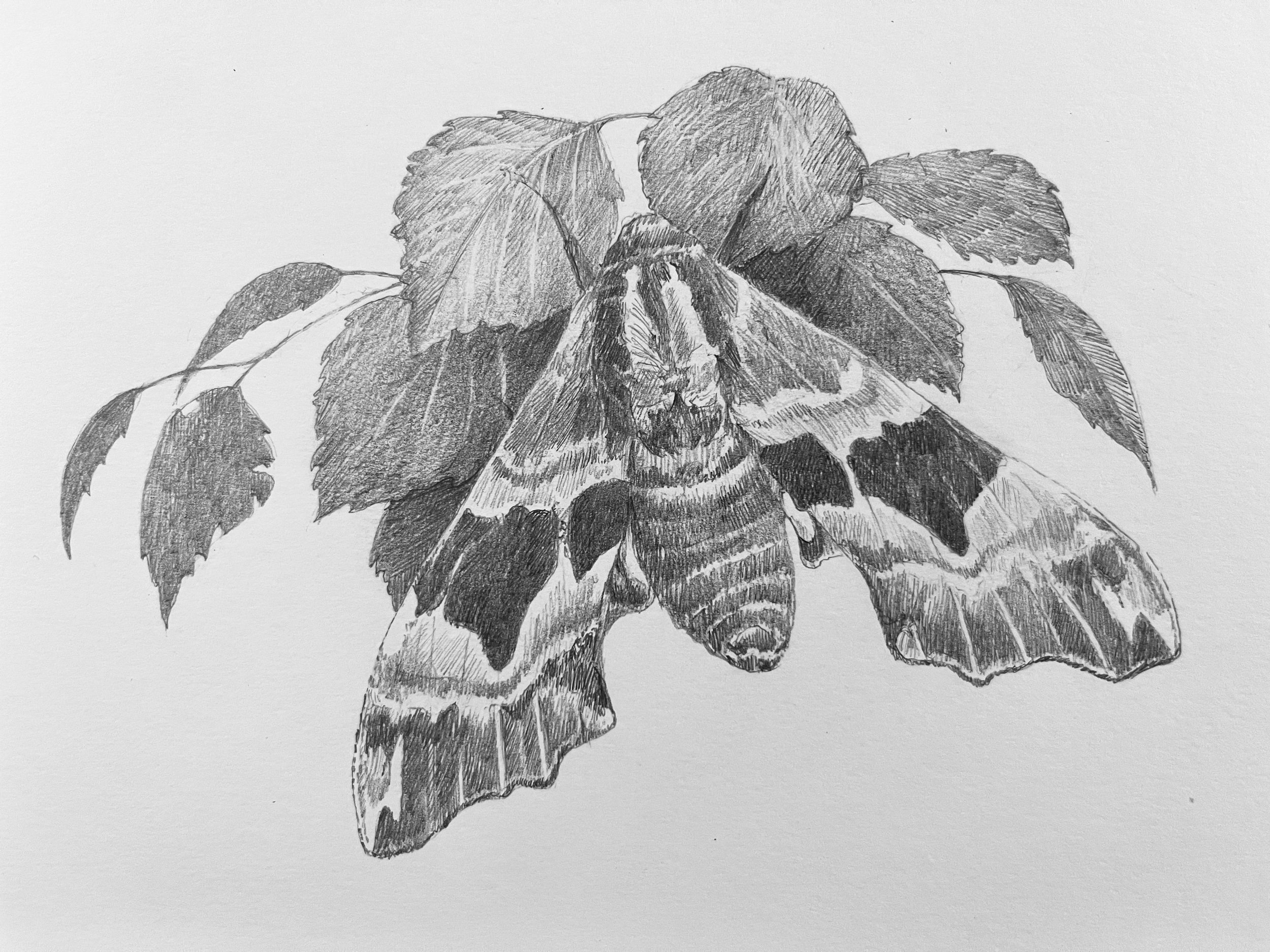  Lime Hawkmoth, from A Whistling of Birds collaboration with Isobel Dixon. 