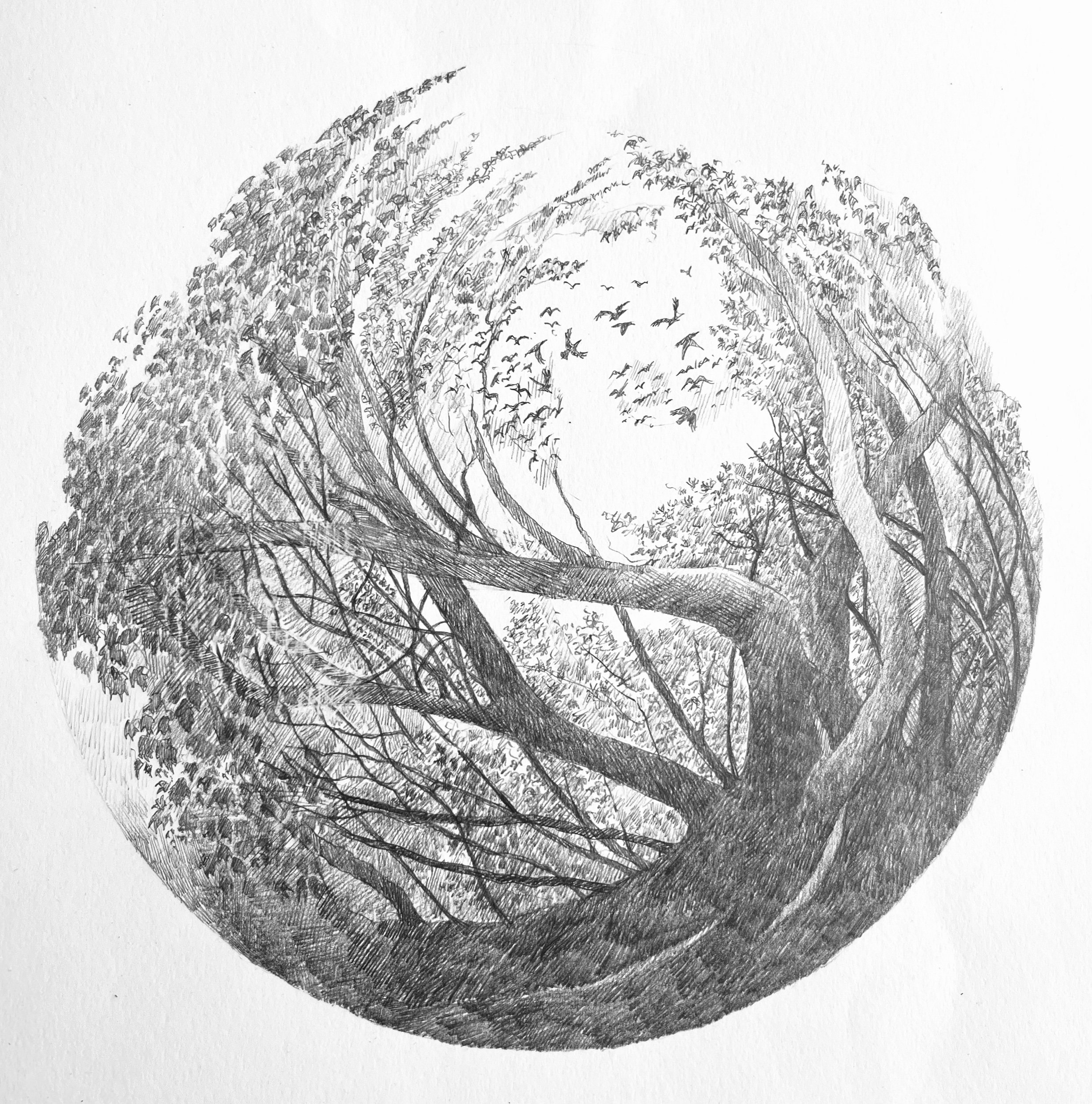  Bower, from  A Whistling of Birds  collaboration with poet  Isobel Dixon  