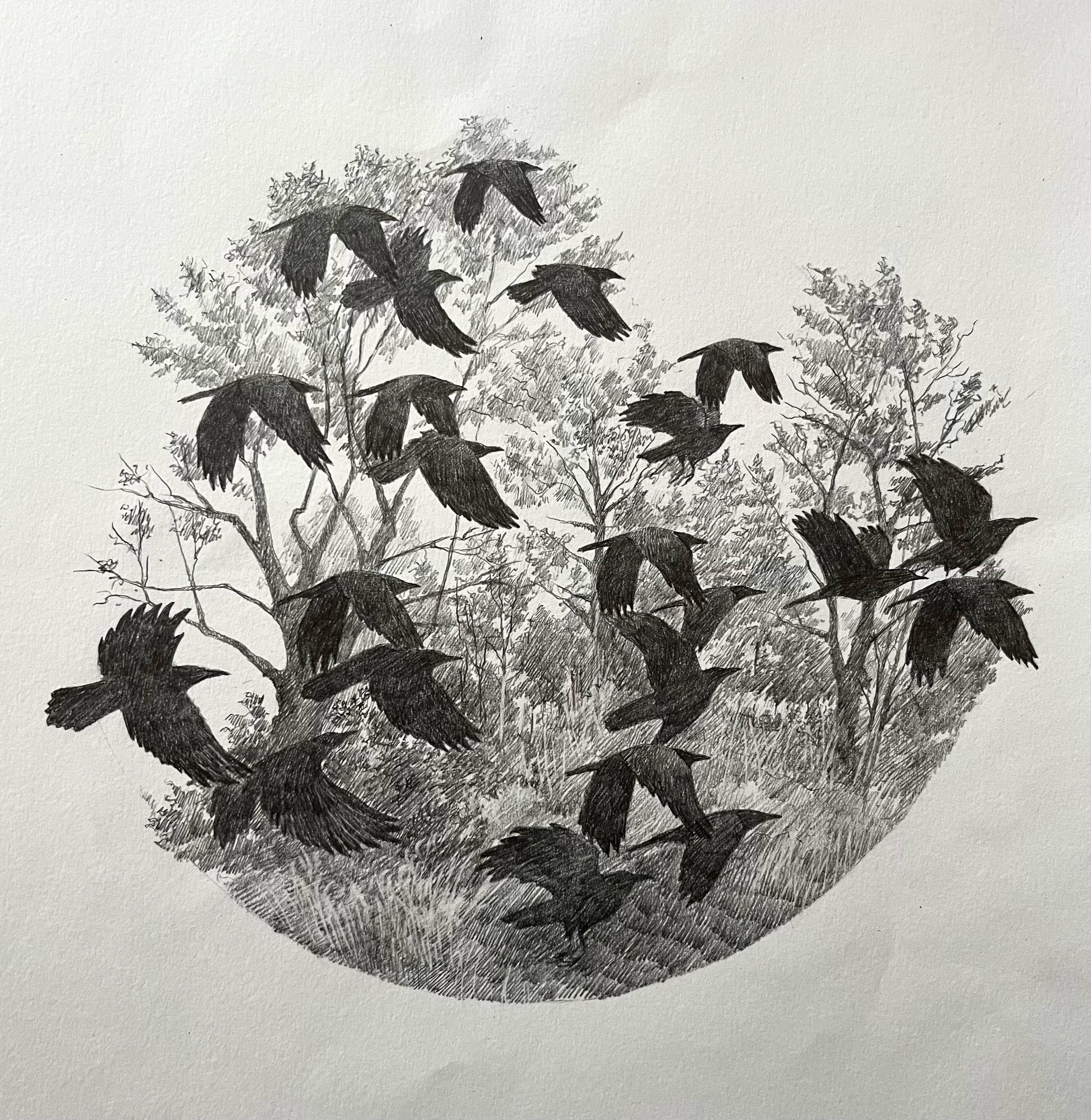  Corbies, from  A Whistling of Birds  collaboration with poet  Isobel Dixon  