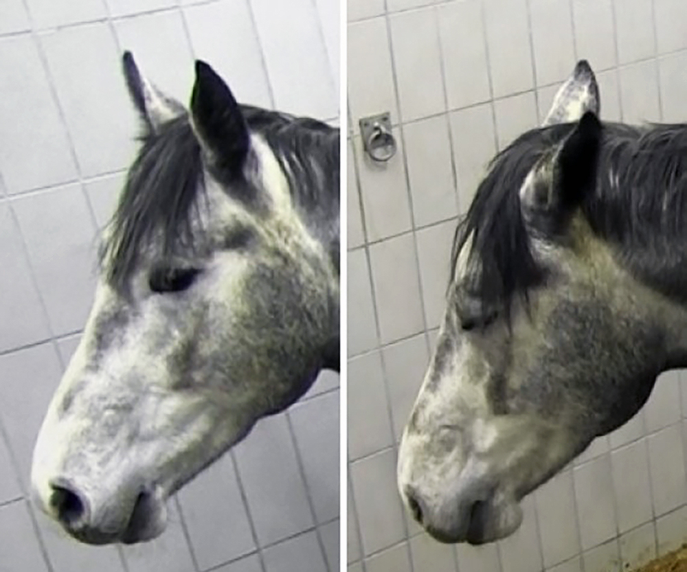 Left: the horse before surgery Right: 8 hours after surgery Photo © Copyright The AWIN project