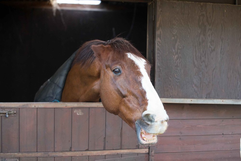 Why Are Some Horses Aggressive