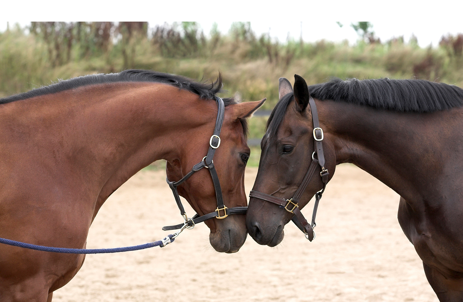 horses-home page.png