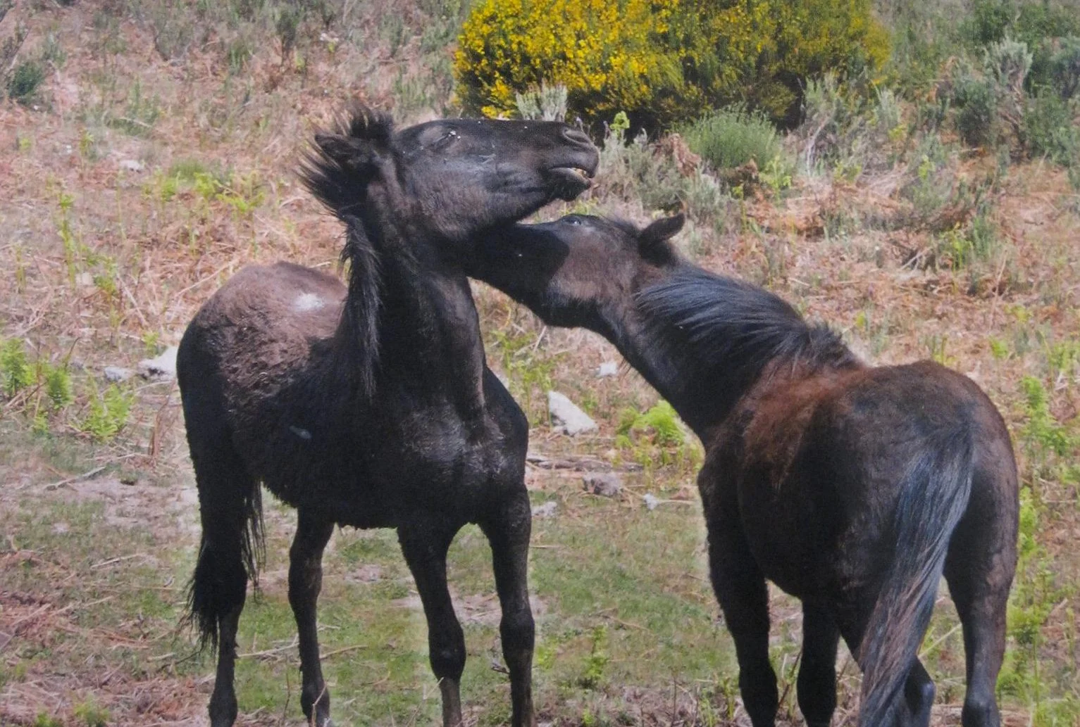 EQUINE BEHAVIOUR FORUM SEMINAR