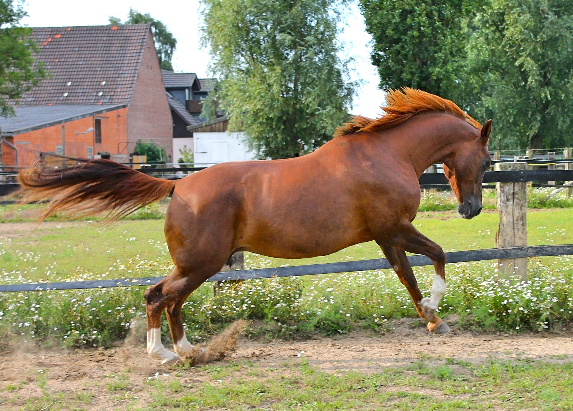 chestnut horses