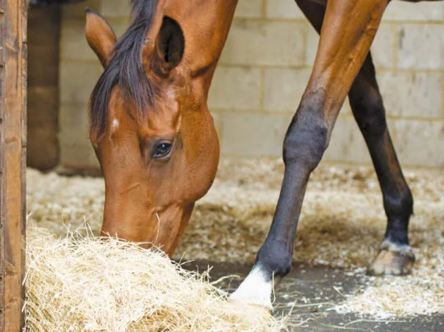 Can eating from a haynet cause back problems in horses?