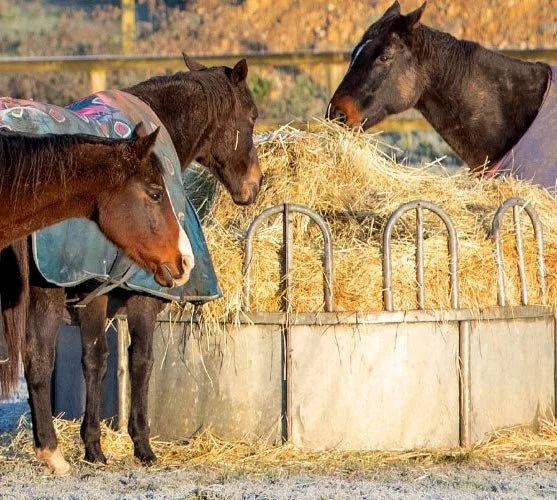 PROMOTING POSITIVE EQUINE WELLBEING AND BEHAVIOUR THROUGH DIET