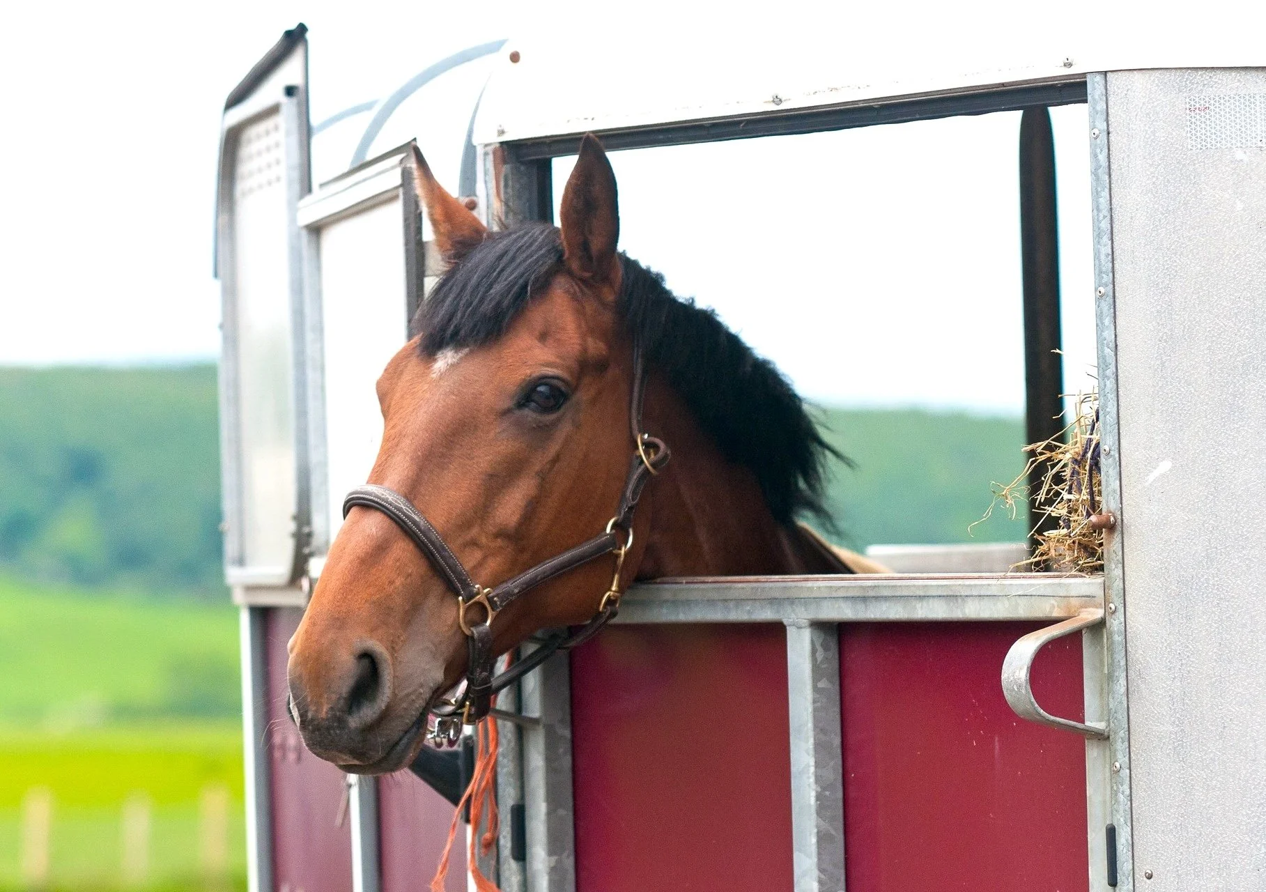 Can Horses Get Travel Sick?