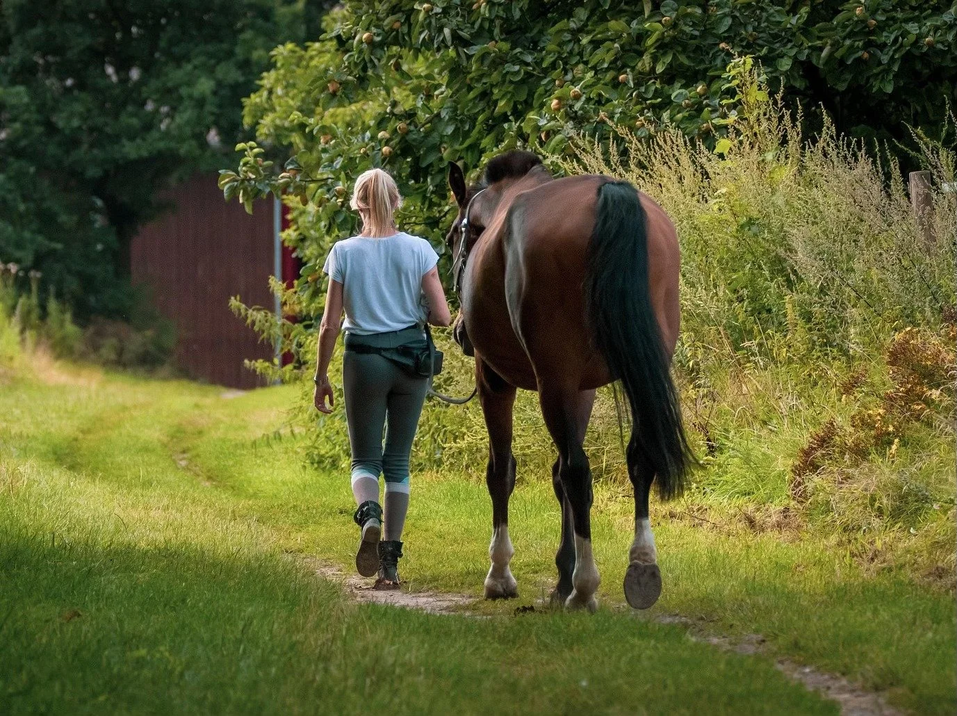 Can a Human Replace A Herd Mate?