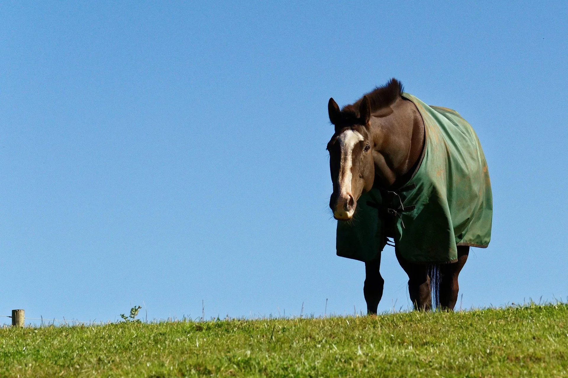 Does Wearing a Rug Change a Horse's Behaviour?