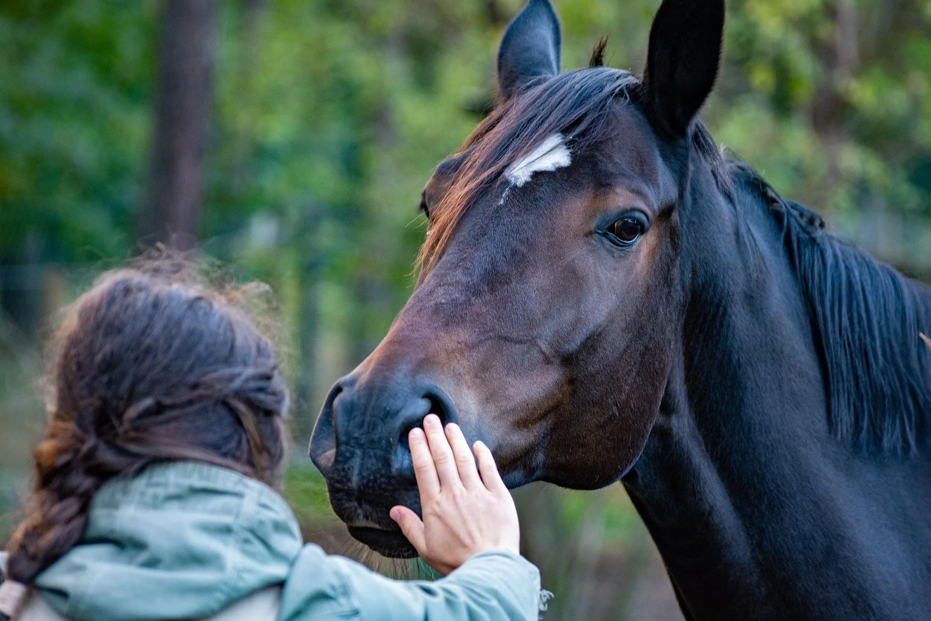 Do Horses Really Enjoy Being Touched or Just Tolerate it?