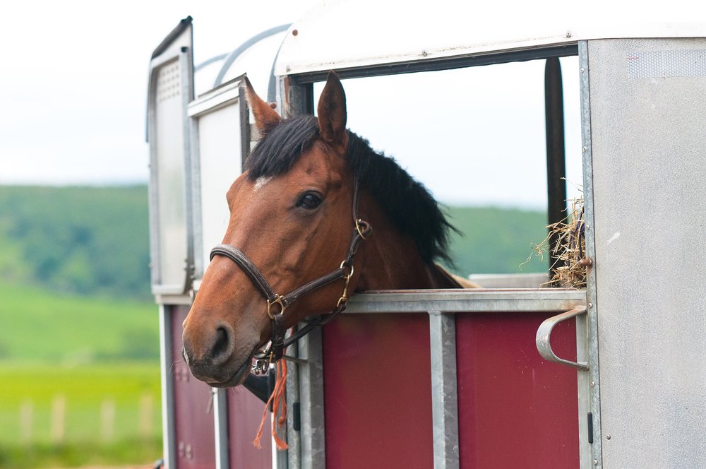 Behaviour problems are more likely if a whip is used to load horses for  travel