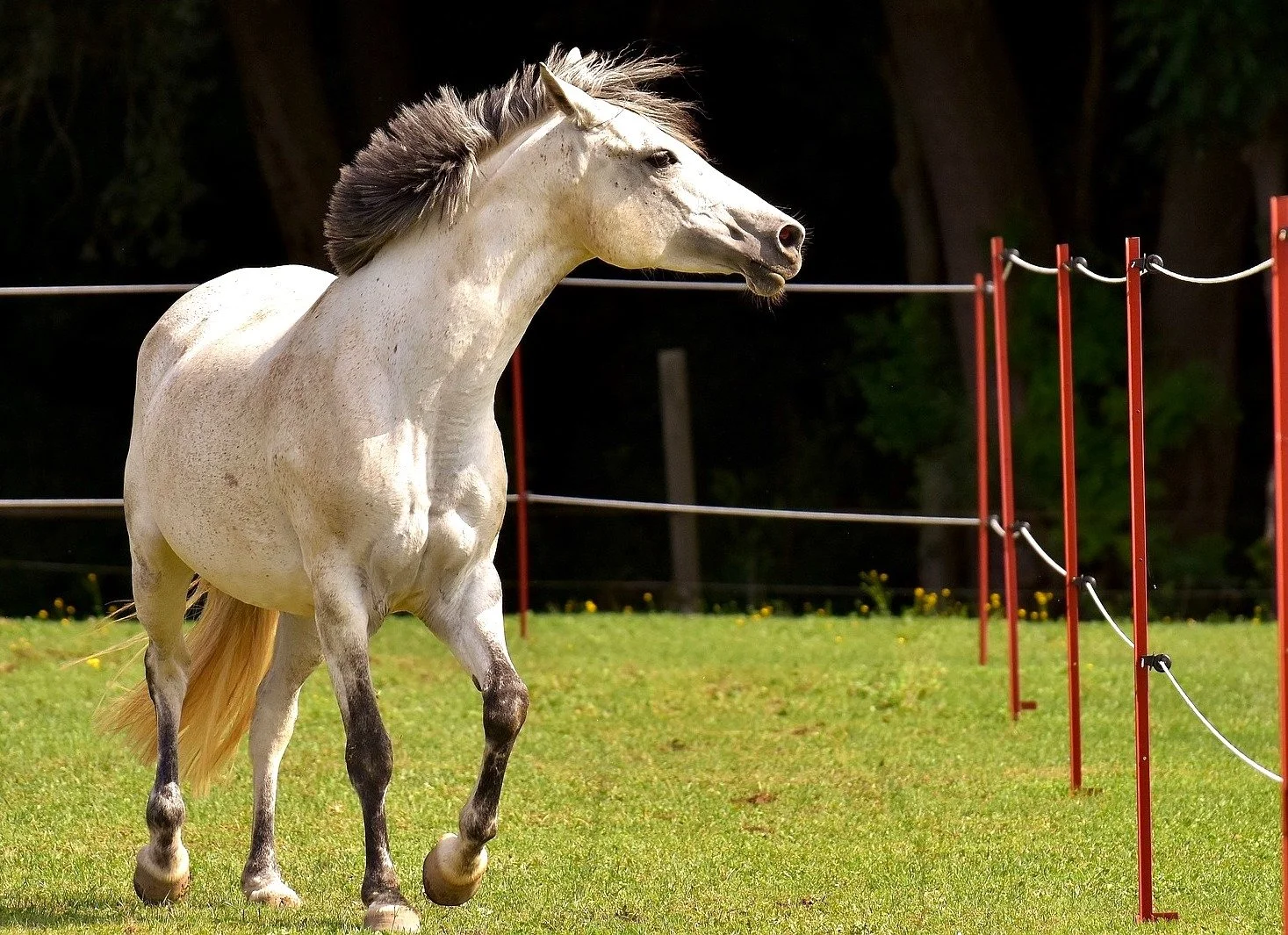 Why do horses develop separation anxiety?
