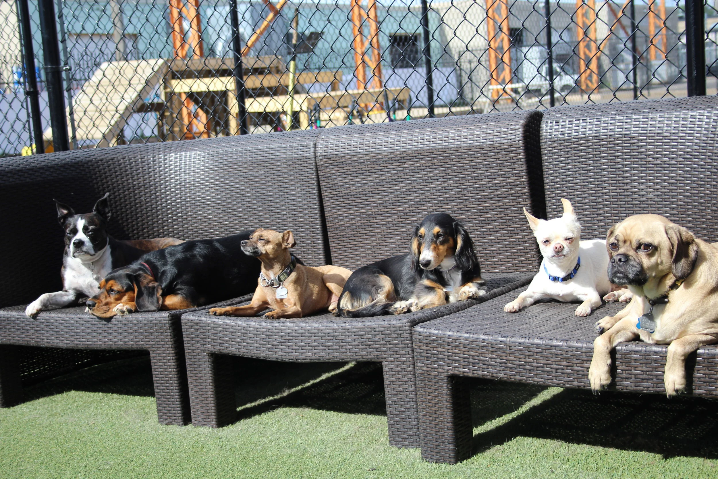 Thomas, Harper, Gordie, Chuka, Bennie & Jester - Summer 2016