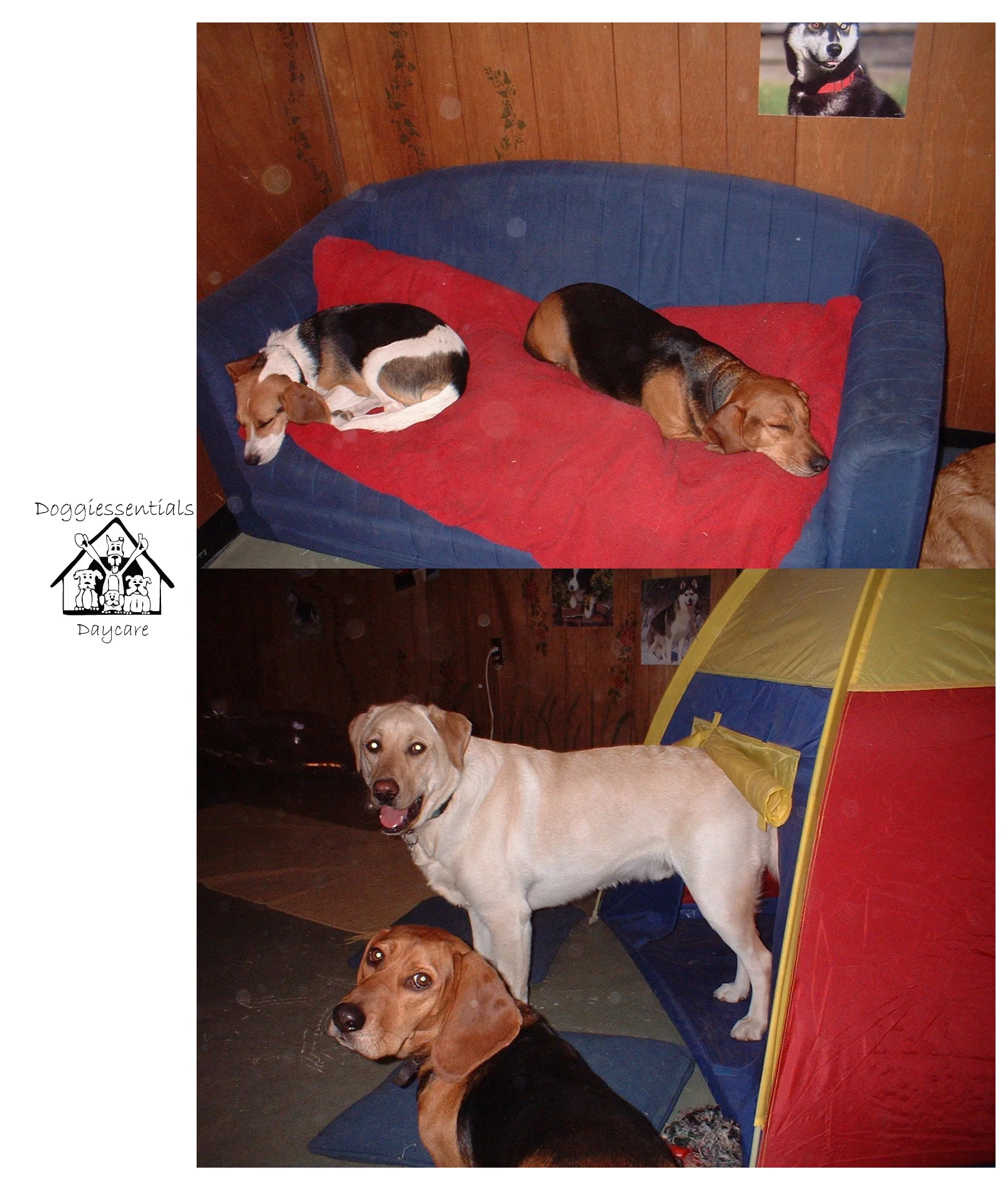 At 20 years old, Joyce opened her first Doggie Daycare in Marda Loop!