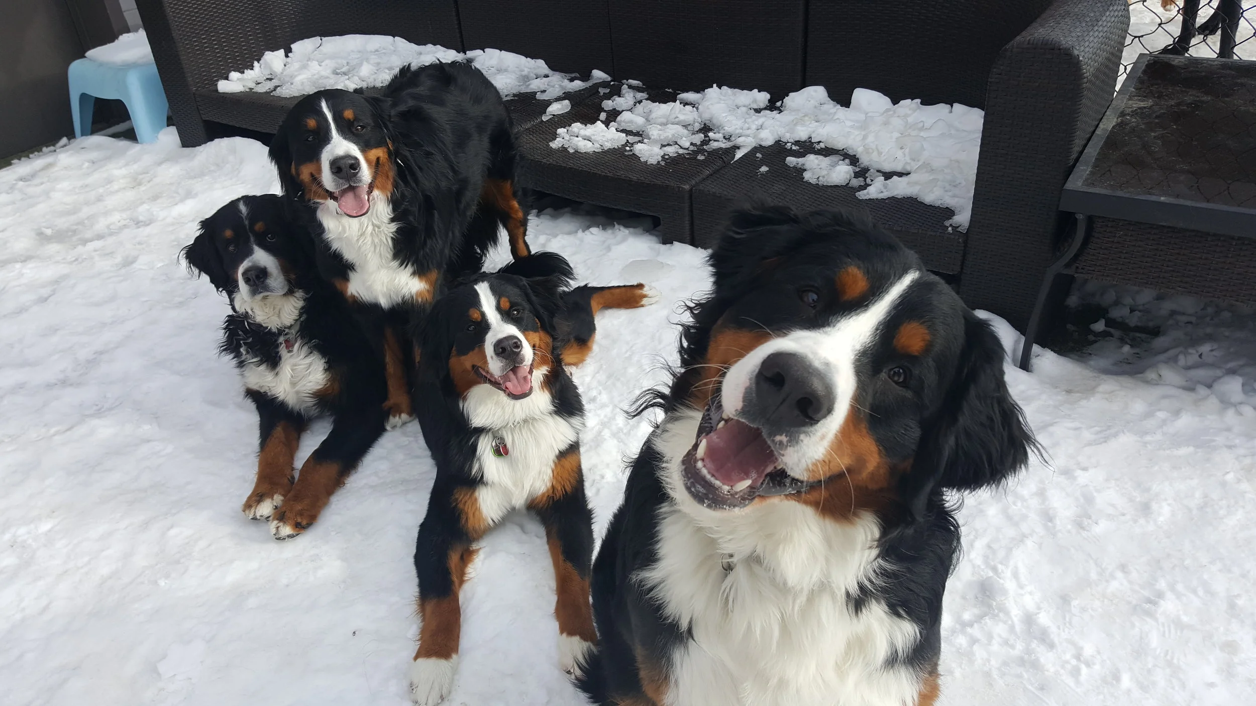 Corbin, Clover, Claire & Cooper!