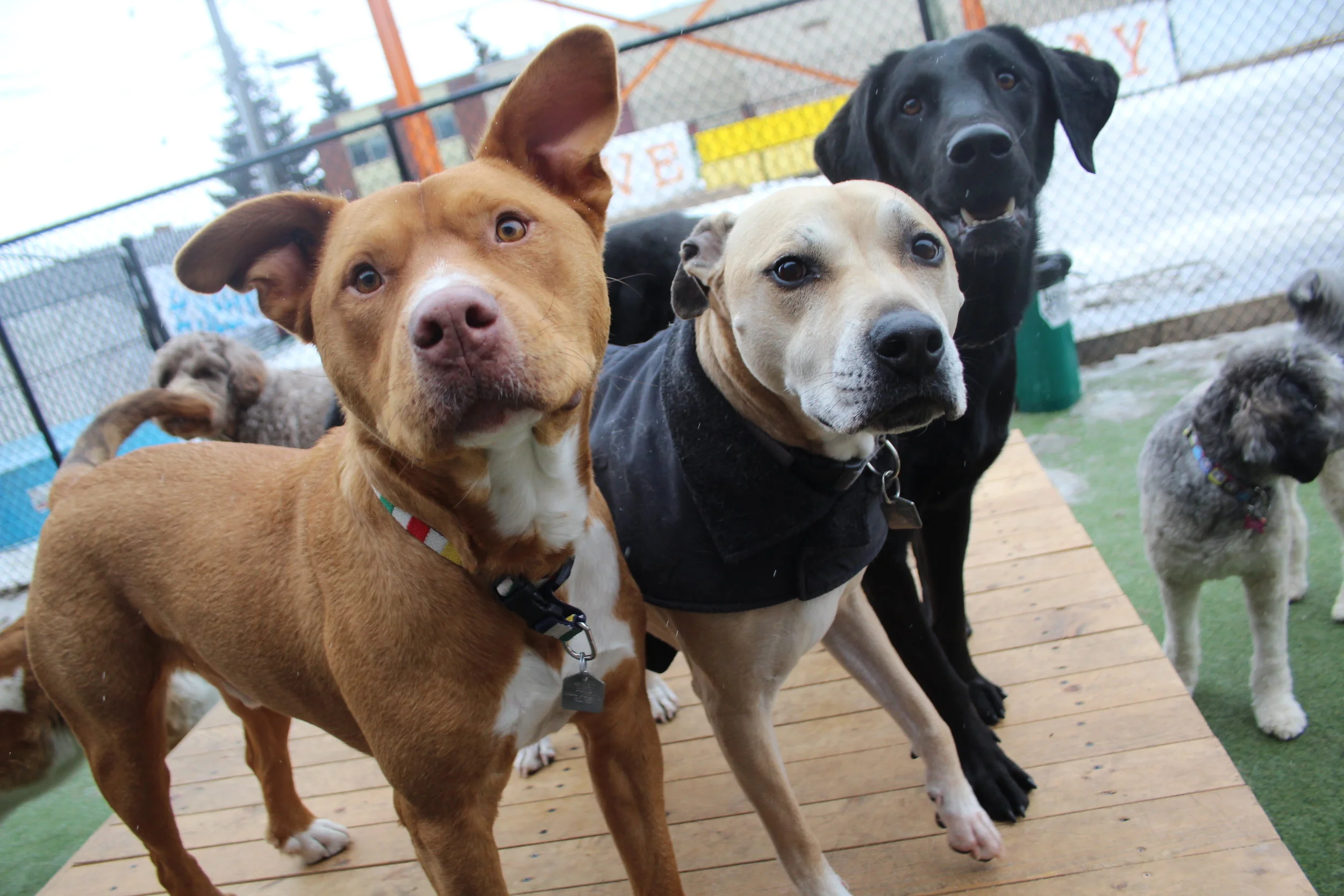 We allow all breeds - we do not discriminate! It's not the dog, it is the human behind their leash.