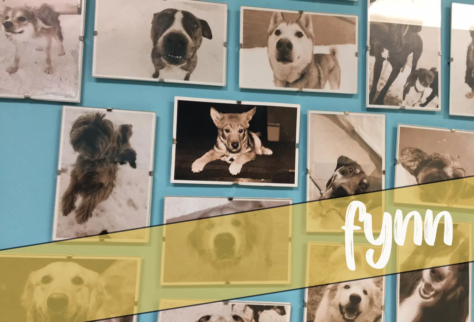 Fynn as a puppy - on our wall of OG clients