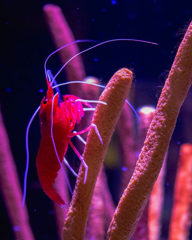 ＦＩＲＥ  ＳＨＲＩＭＰ 🔥
⠀⠀⠀⠀⠀⠀⠀⠀⠀
⠀⠀⠀⠀⠀⠀⠀⠀⠀
⠀⠀⠀⠀⠀⠀⠀⠀⠀
⠀⠀⠀⠀⠀⠀⠀⠀⠀
⠀⠀⠀⠀⠀⠀⠀⠀⠀
⠀⠀⠀⠀⠀⠀⠀⠀⠀
#sealife #animalphotography #animalsofinstagram #shrimp #fire #ocean #pacific #animals #oceanphotography #seacreatures #wildlife #wildlifephotography #oceanlife #macro #macro