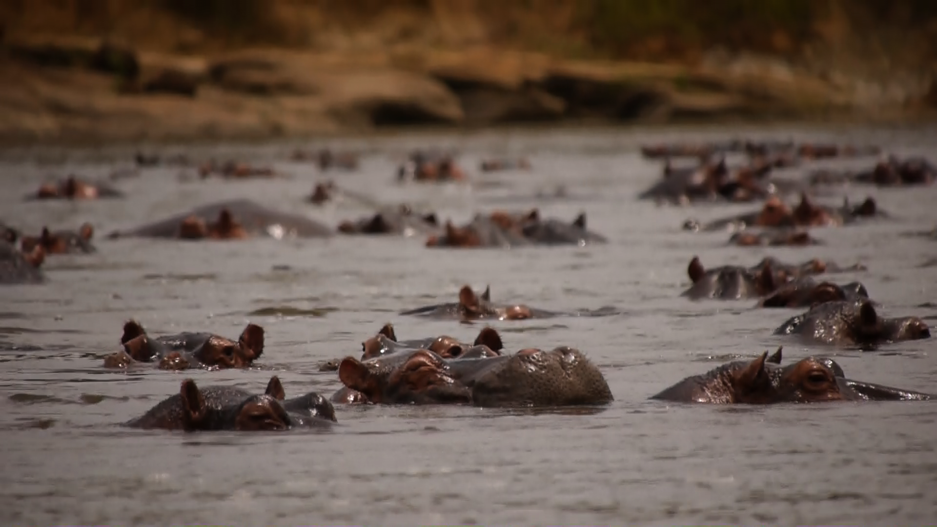 hippos fest.png