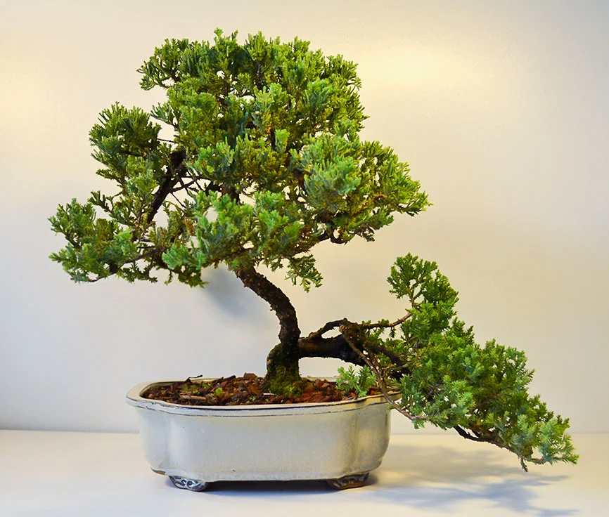 bonsai_guy_logo.jpg