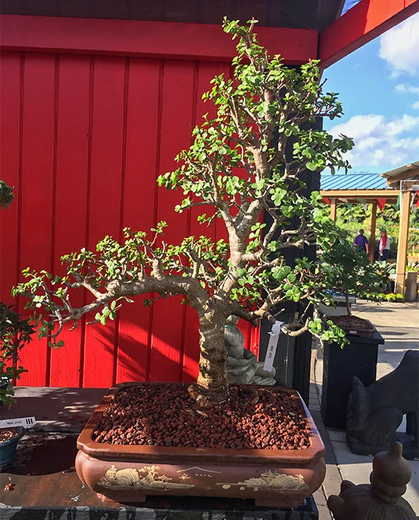 Tyler The Bonsai Guy