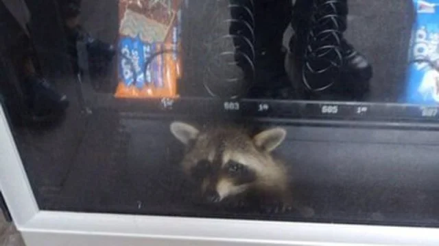 Officers free trapped raccoon after ‘burglary’ of high school vending machine in Florida