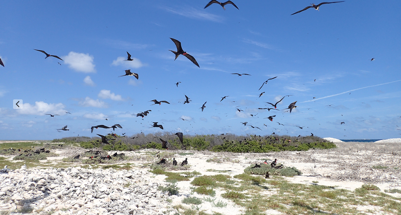 SW Cay Pedro group, jamaica