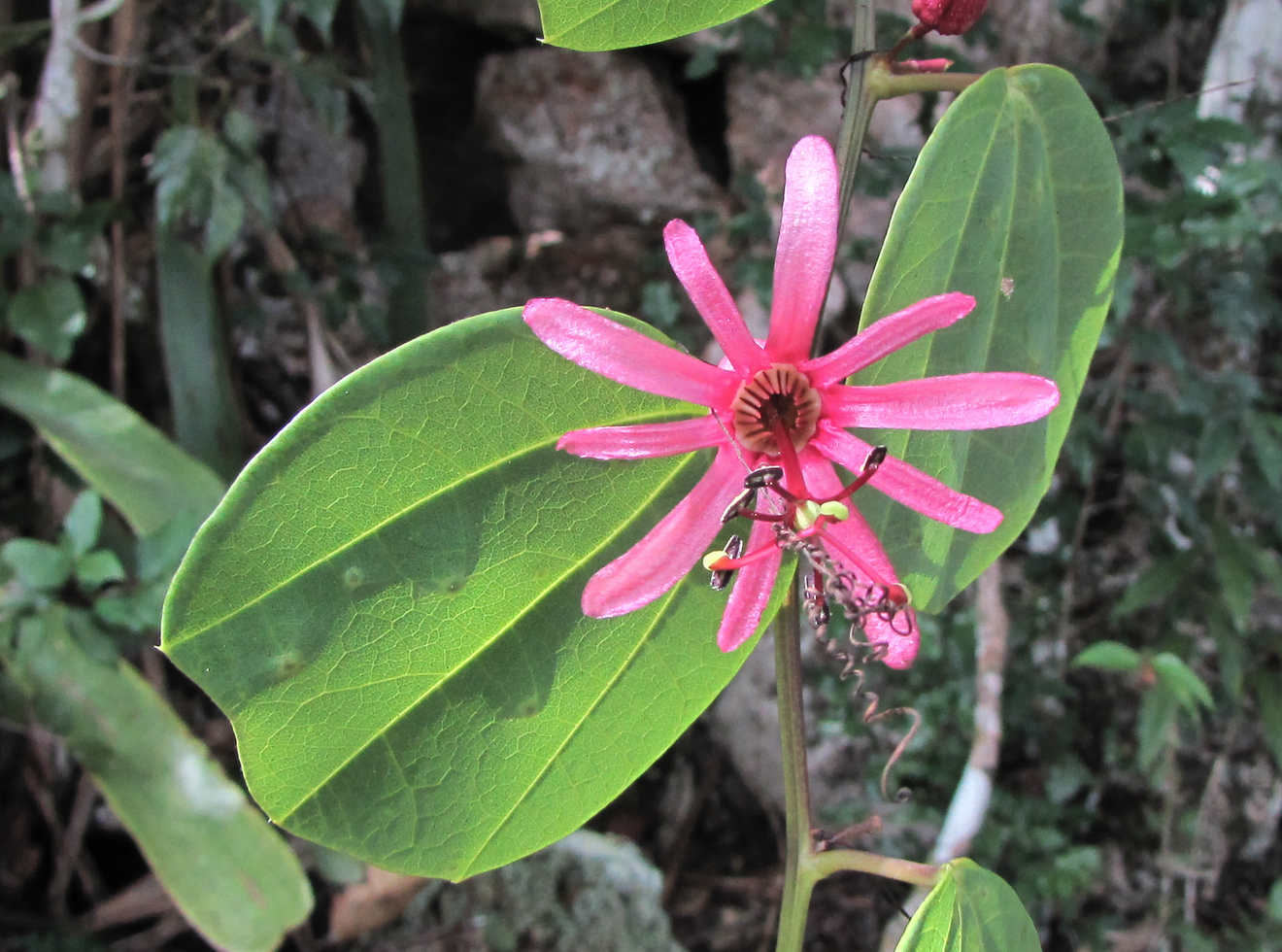 Endemic passionfruit flower