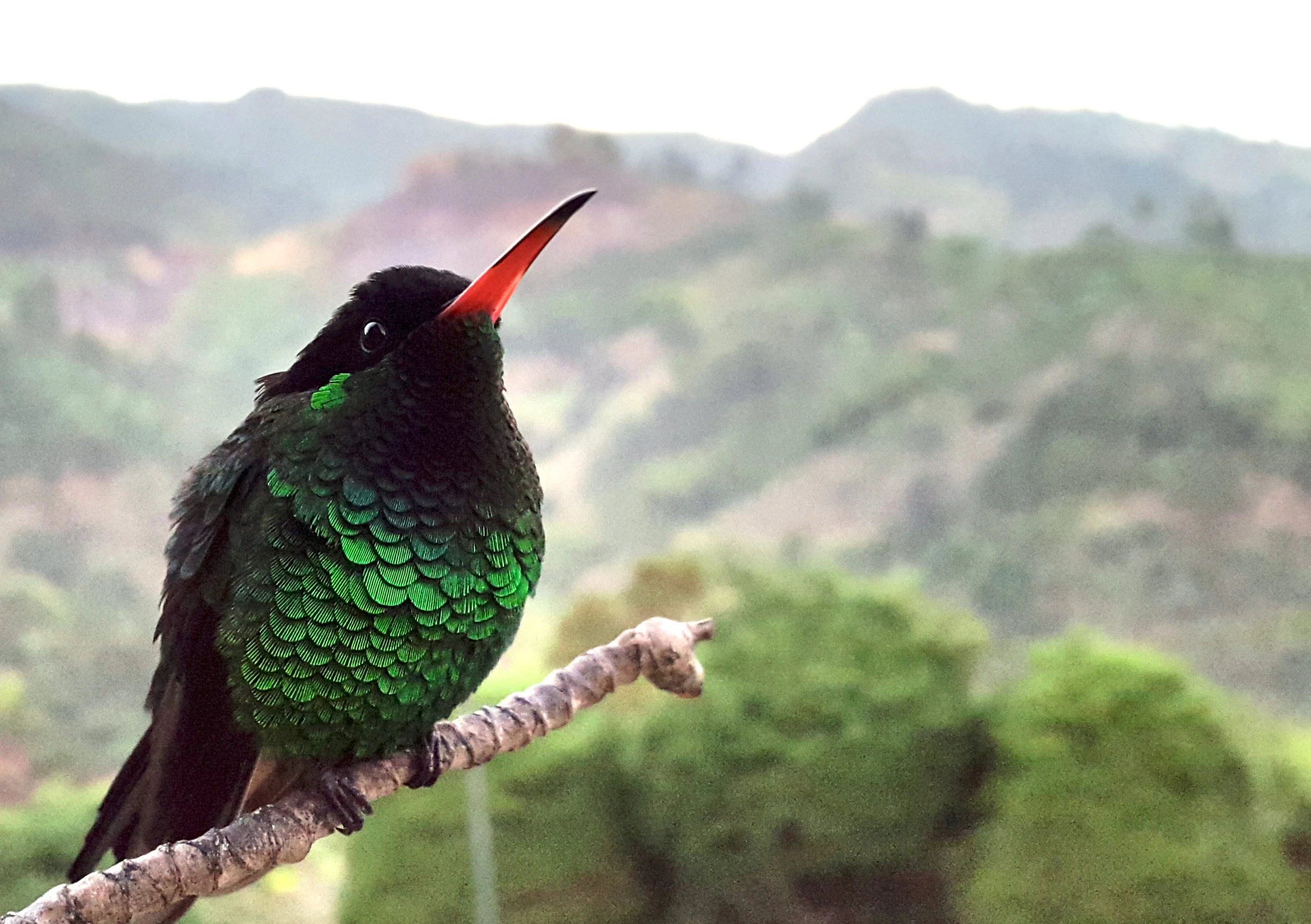 jamaican streamertail: an endemic genus
