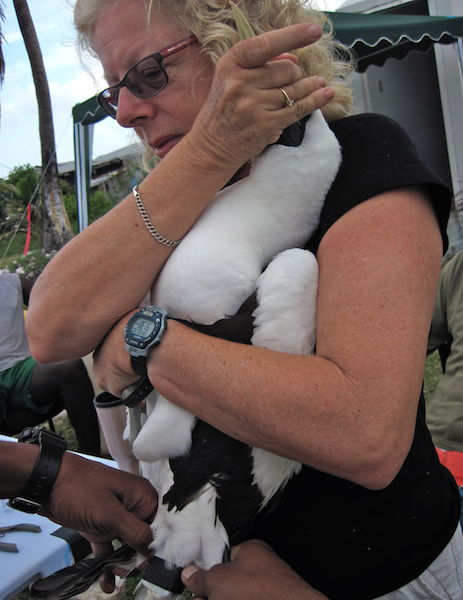 banding a masked boobiy at Pedro cays