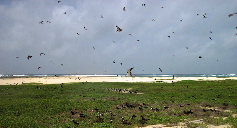 Terns on Middle cay, morant group