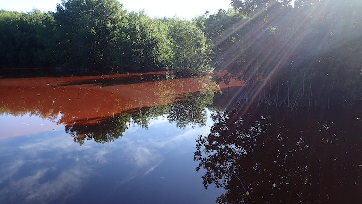 Wetland surveys = Portland Bight Discovery centre