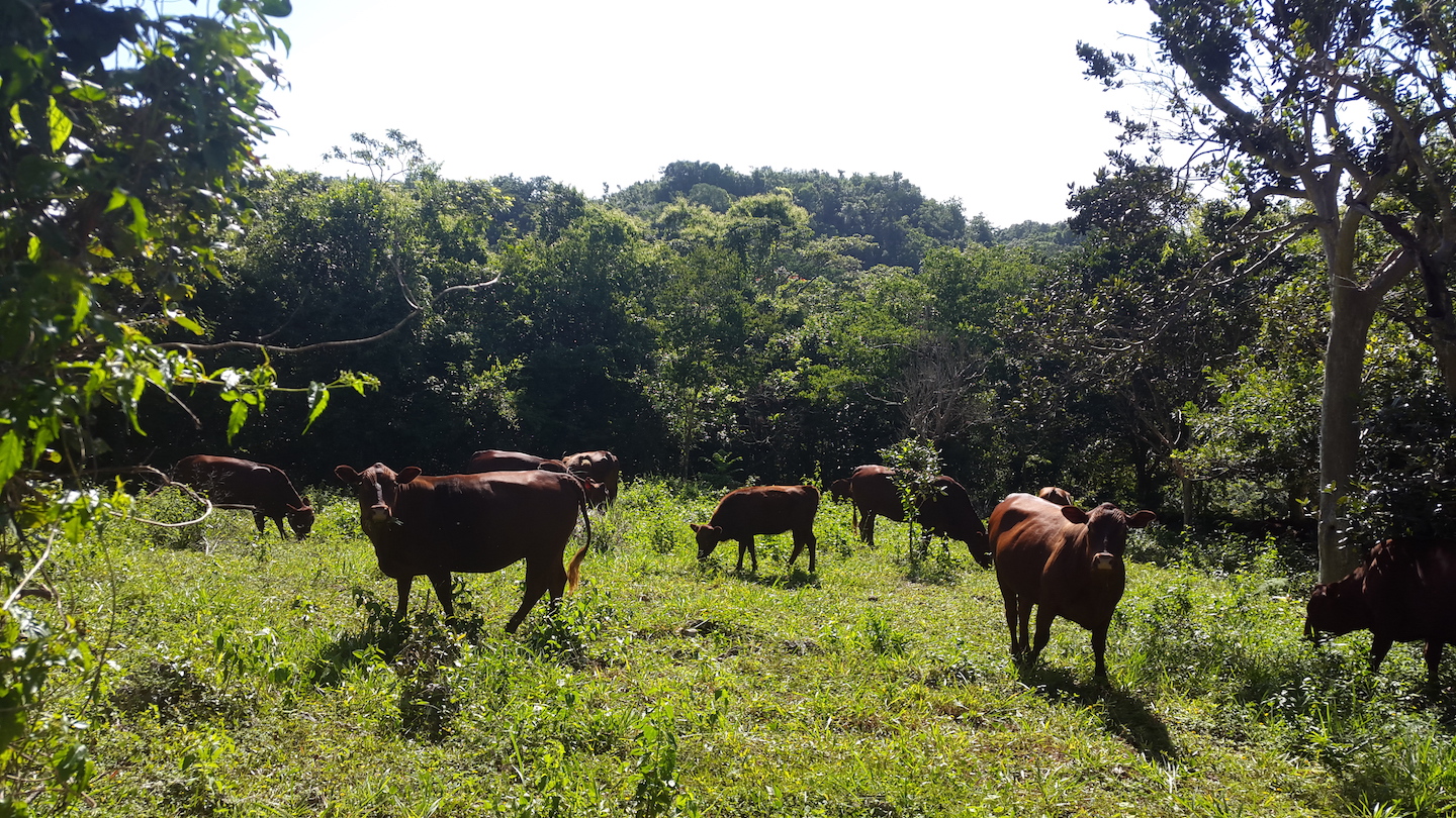 jamaican RED POLL CATTLE GRAZING AT MARSHALL'S PEN