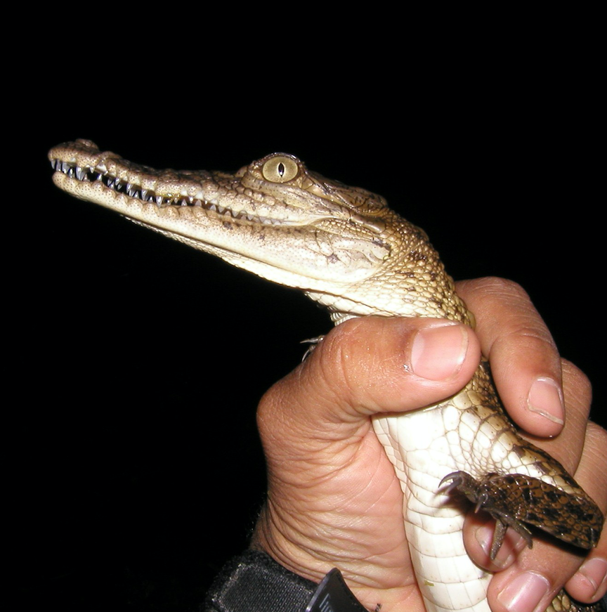 Crocodile surveys