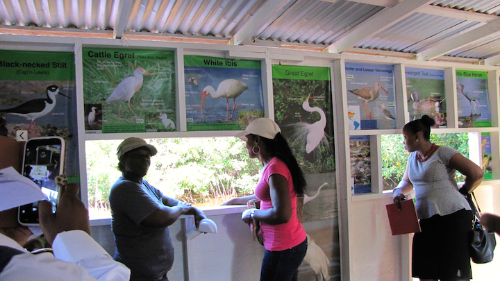 in the robert L. sutton bird hide, at the Portland bight discovery centre