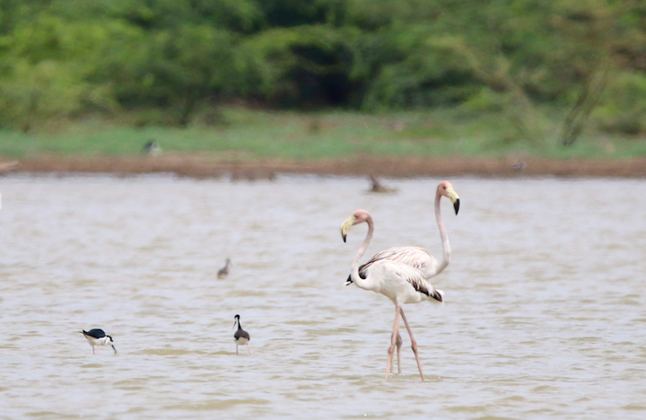 flamingoes at great pedro pond
