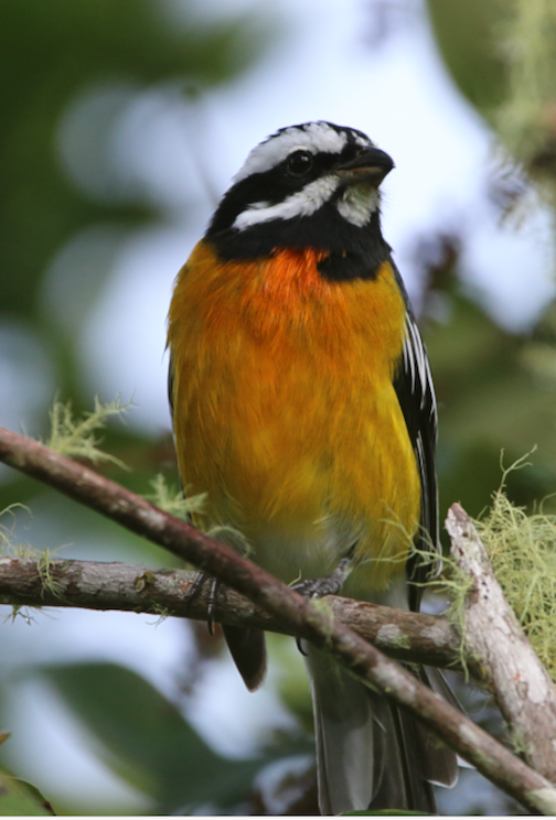 jamaican spindalis