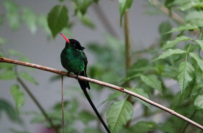 red-billed streamertail