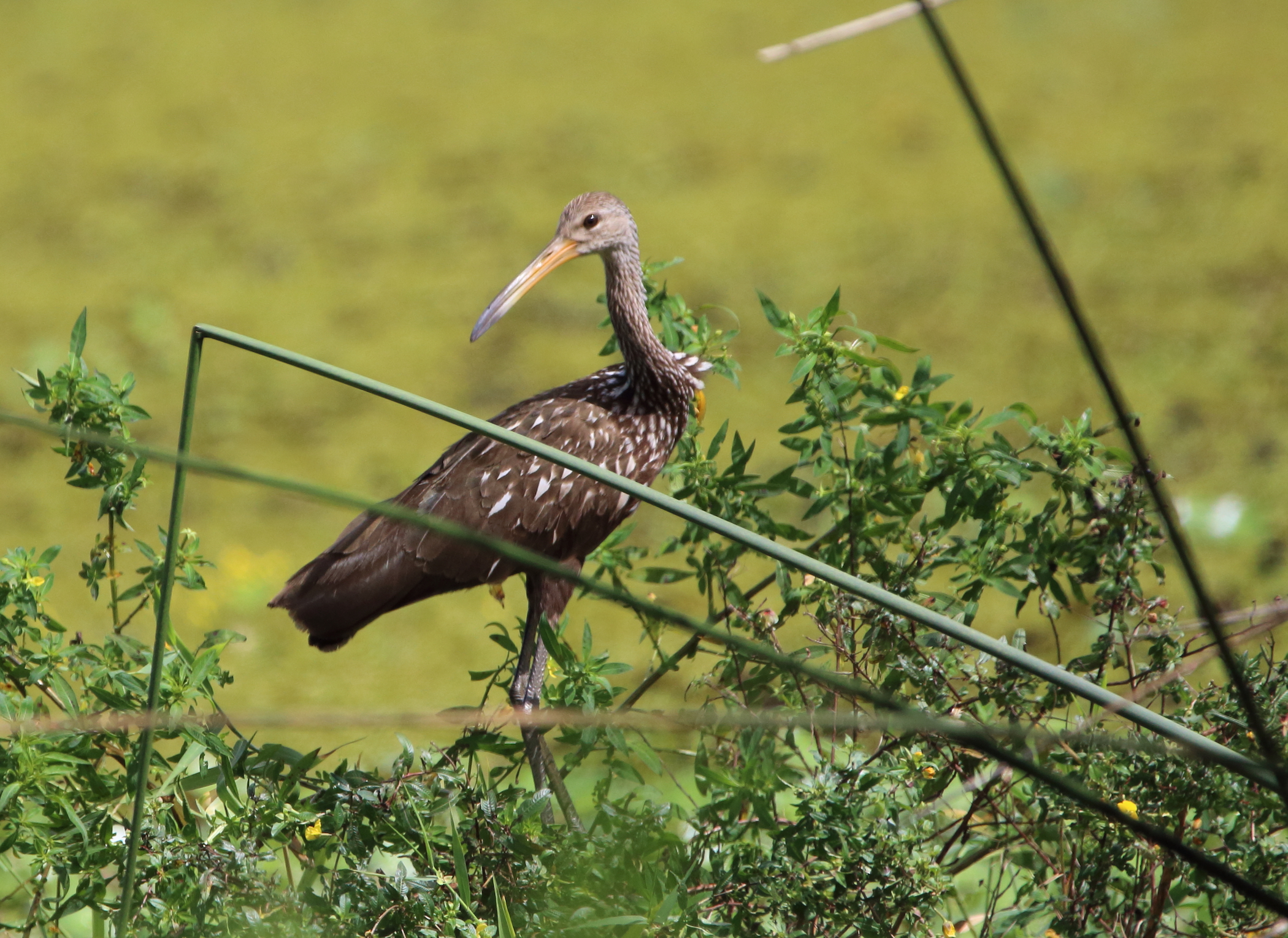Limpkin