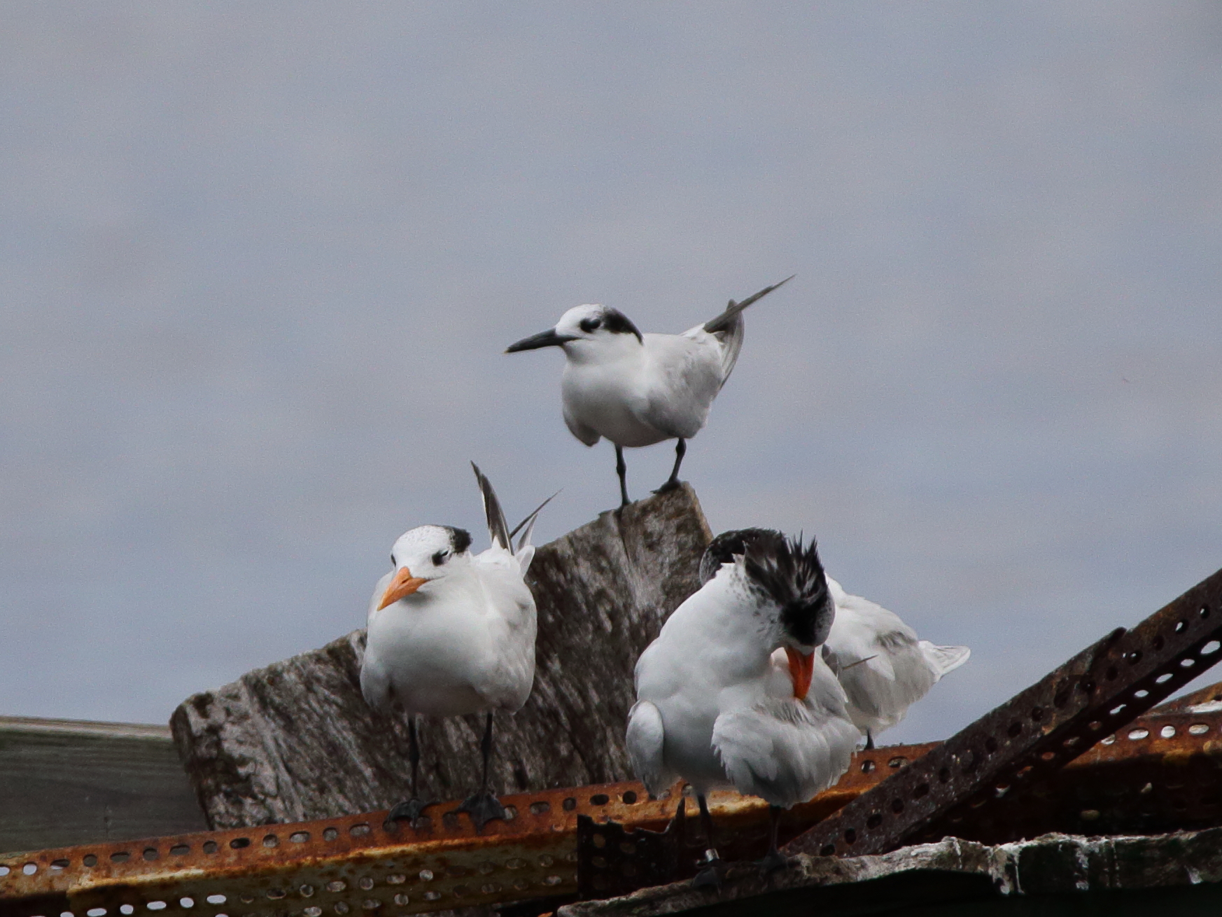 From left to right - Royal, Sandwich and Caspian Terns at Parottee