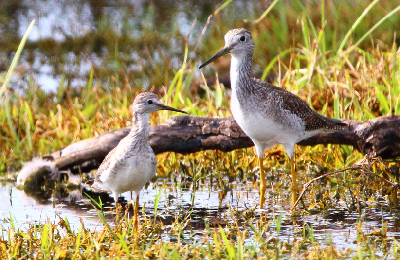 Lesser and Greater Yellowlegs (Photo. by S. Brager)