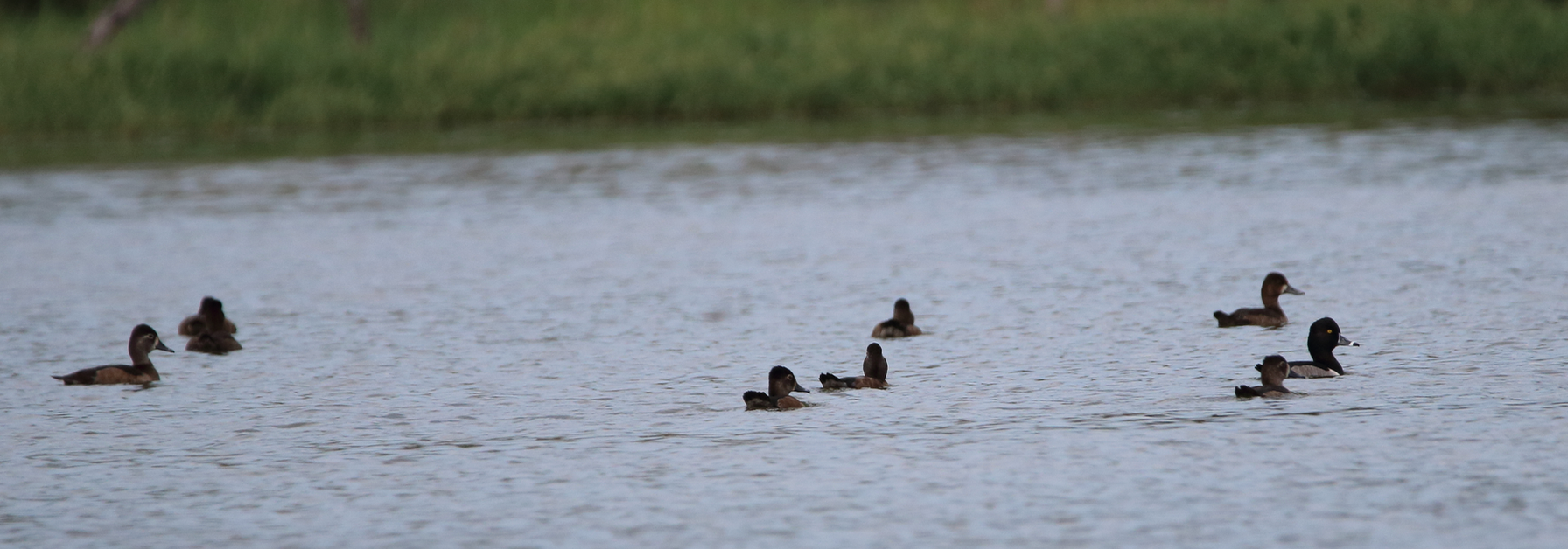 Blue-winged Teal and Ring-necked Ducks at Great Pedro Pond