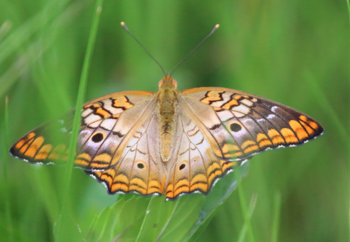 Jamaica Peacock butterfly