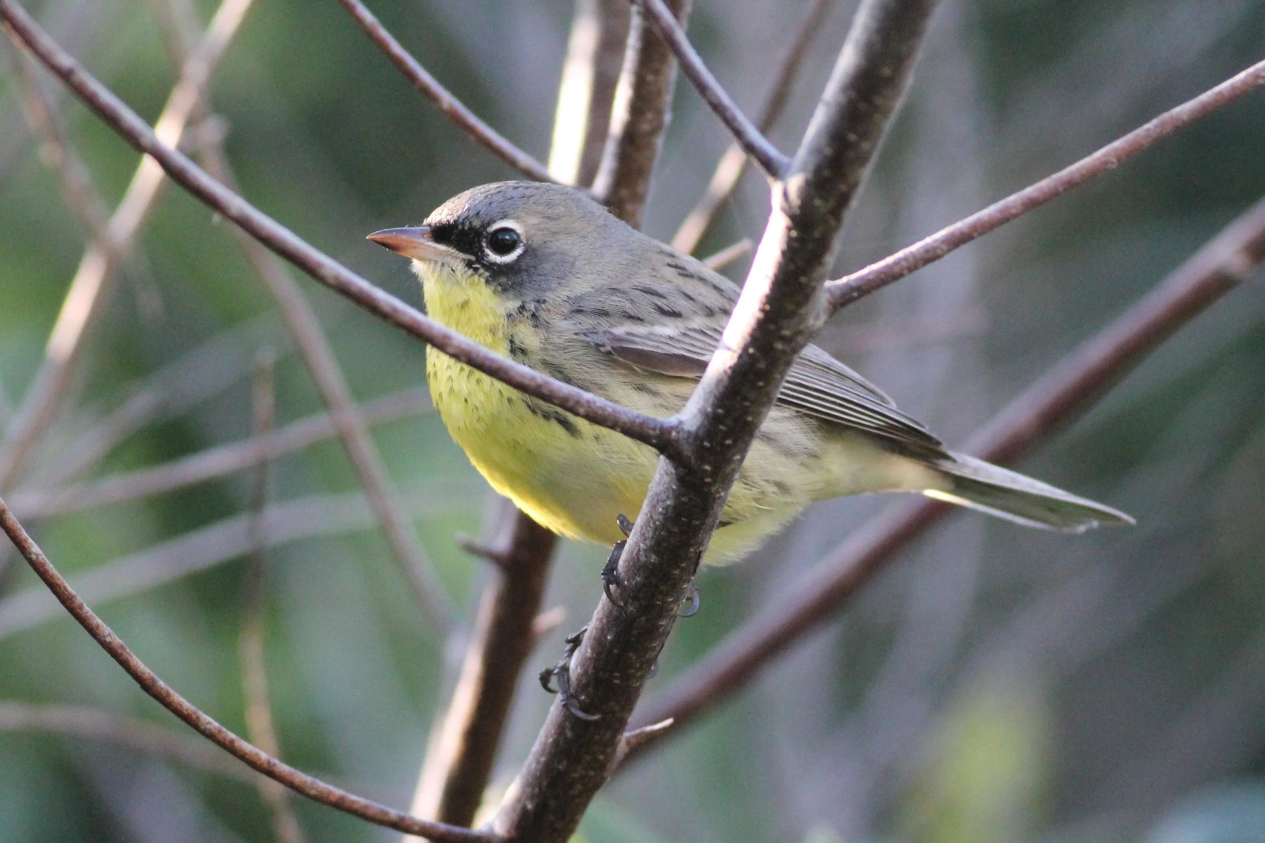 Kirkland's Warbler, Eleuthera