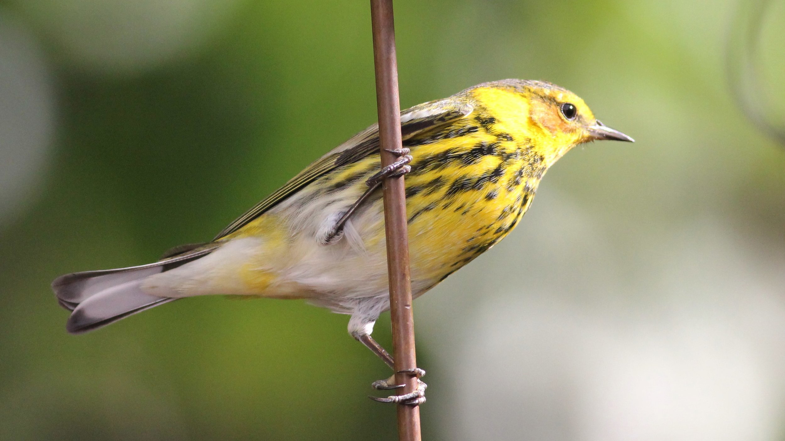 Cape May Warbler